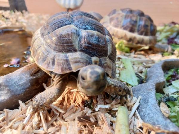 Image 2 of Tortoise Baby with complete Tortoise Table Kit