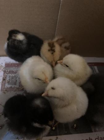 Image 2 of Unsexed Mixed Breed Chicks