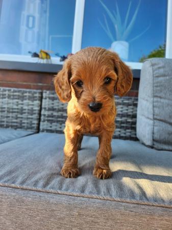 Image 19 of GORGEOUS COCKAPOO PUPPIES FOR SALE