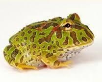 Image 10 of AMPHIBIANS AND INVERTS FOR SALE