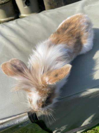 Image 4 of Mini lop x lionhead rabbits for sale