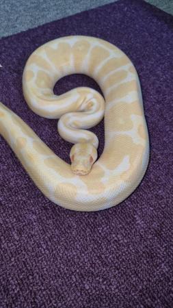 Image 4 of royal python (albino).......