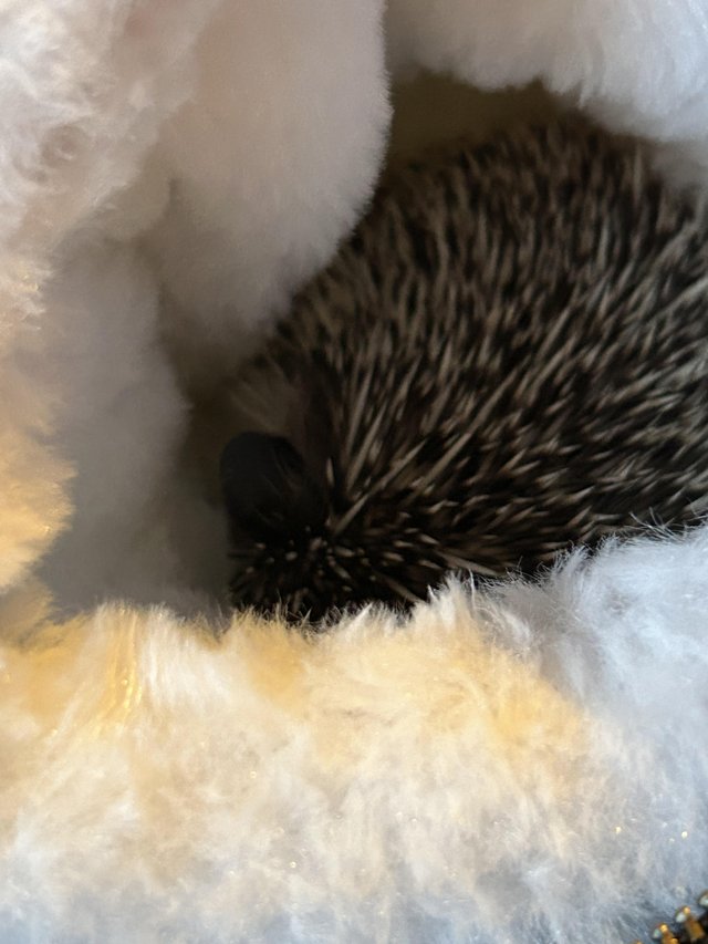 Preview of the first image of African Pygmy hedgehog for sale.