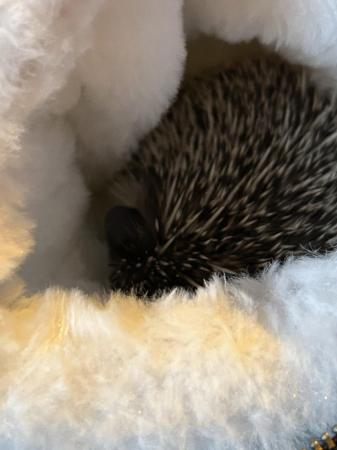 Image 1 of African Pygmy hedgehog for sale