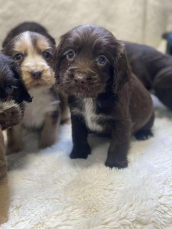 Image 3 of Chocolate and gold cocker spaniel puppies