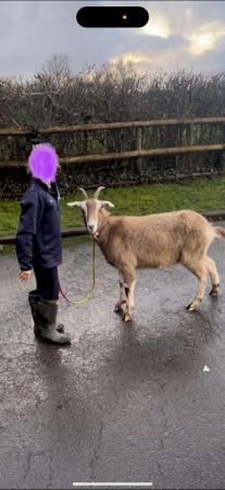 Image 1 of 3 year old standard goat£100