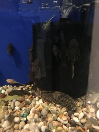 Image 2 of Pleco super red £5 and standard £2