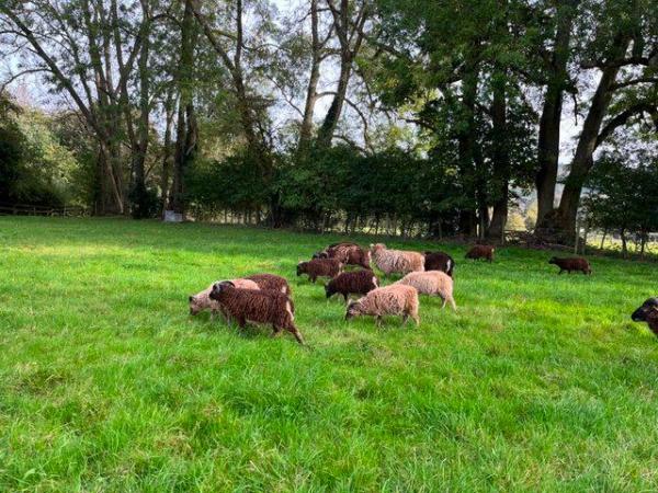 Image 5 of Friendly Soay shearling rams for sale
