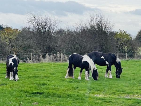 Image 1 of Coloured Friesian x cob WANTED
