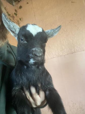 Image 3 of Beautiful Pygmy goat kid (not registered)