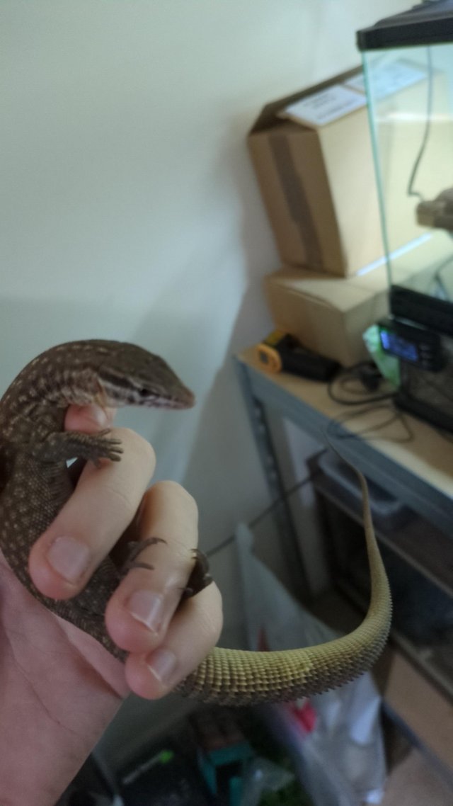 Preview of the first image of Ackie monitor lizard with full set up.