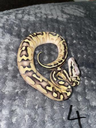 Image 4 of Pastel lesser ball python for sale