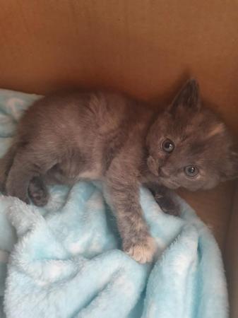 Image 4 of Kittens for sale (will be 9 weeks from 22nd June 2024