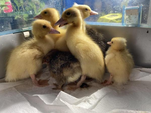 Image 2 of Beautiful Runner Duck Ducklings