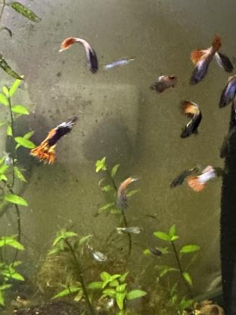 Image 4 of Guppies for sale. 20 males for £10 various colours