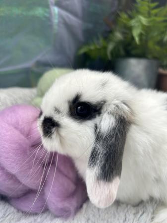 Image 2 of Beautiful mini lop rabbits