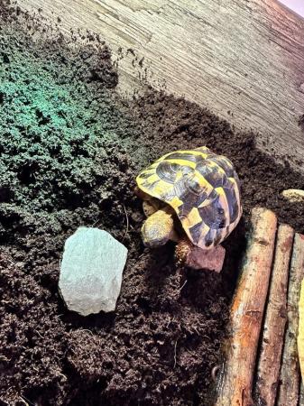 Image 2 of 1.5 year old Hermanns tortoise with set up