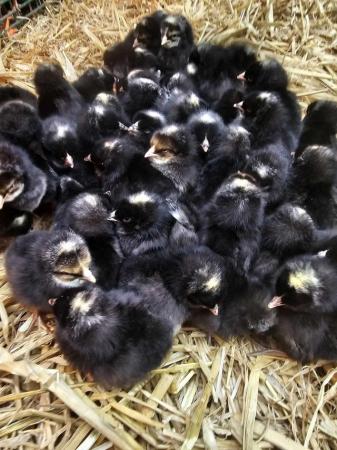 Image 4 of Hybrid chicks & point of lay, all females