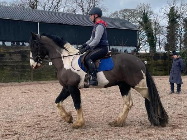 Image 3 of 16.3hh 5 year old gelding