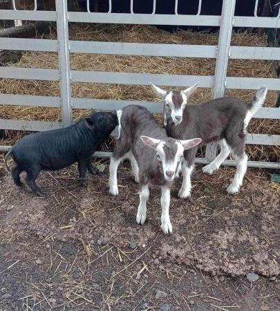 Image 1 of Very tame pet goat kids - for sale