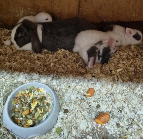 Image 2 of Stunning Baby Mini Lop's