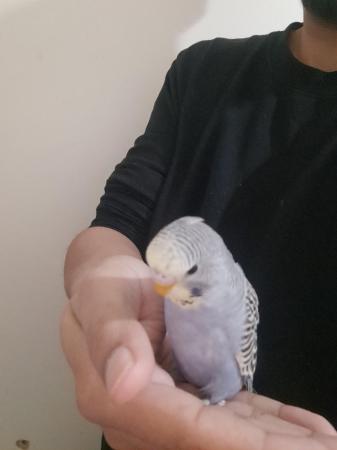Image 6 of Young hand tamed baby budgies for sale
