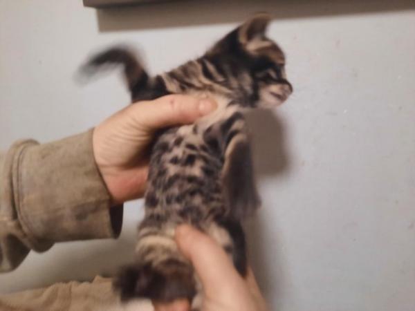 Image 11 of Charcoal and gold bengal kittens