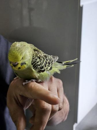 Image 7 of budgies for sale, breeding couples, babies