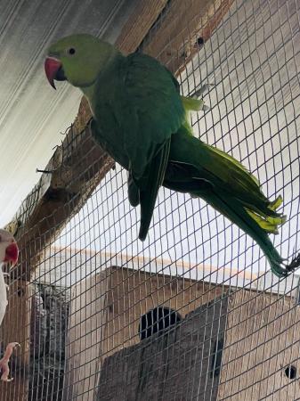 Image 11 of Young Indian ringneck for sale