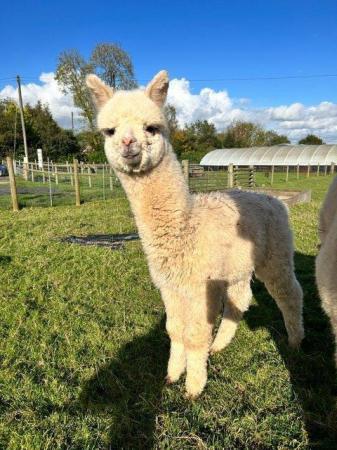 Image 1 of ENTIRE ALPACA 7 MONTHS OLD