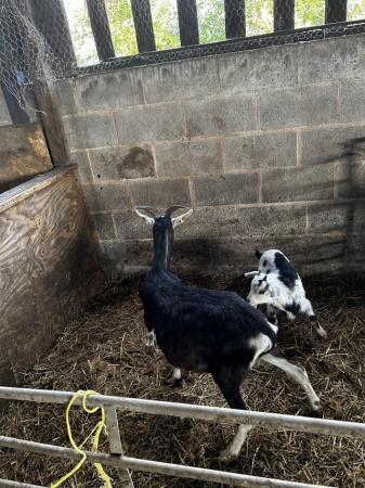 Image 3 of Nanny goats with kids for sale