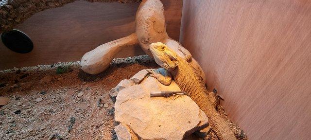 Image 3 of Bearded Dragon. 4 ft Viv and stand.