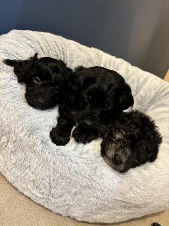 Image 4 of Cockapoo Puppies For Sale