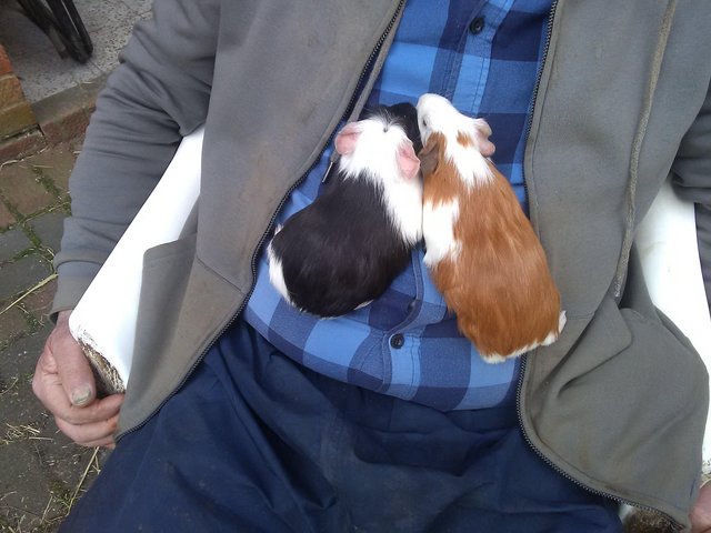 Preview of the first image of 2 Baby boy Guinea Pigs Bonded Litter Brothers 8 weeks old.