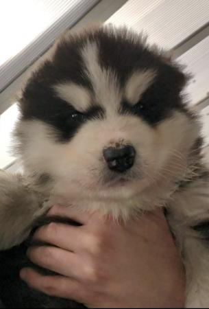 Image 7 of Siberian husky puppy for sale