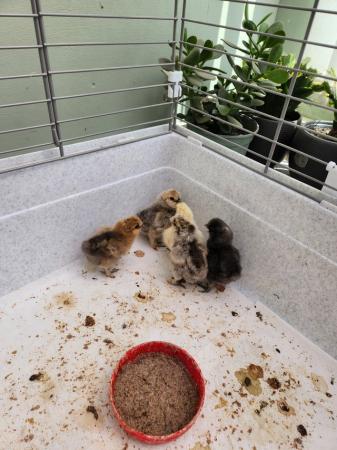 Image 1 of 4 week old silkies and newly hatched silkie chicks.
