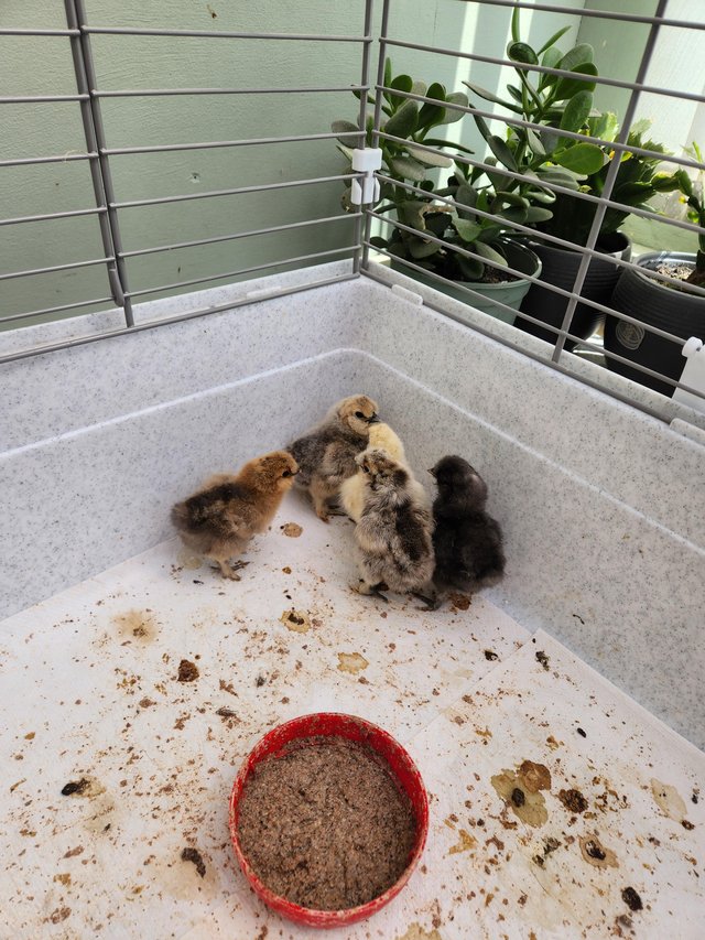 Preview of the first image of 4 week old silkies and newly hatched silkie chicks..