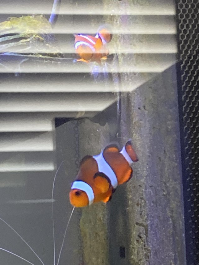 Preview of the first image of Two clown fish need a new home.
