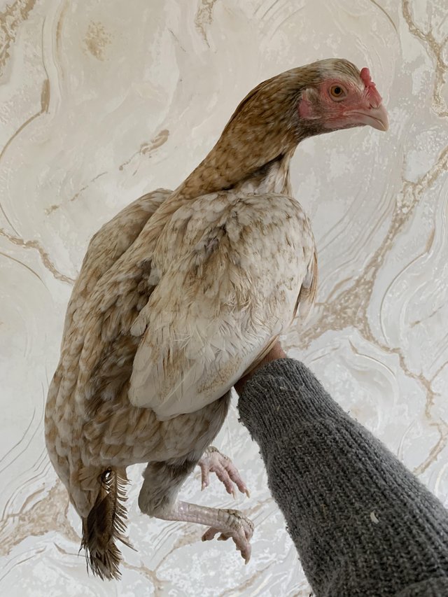 Preview of the first image of Pure quality aseel : beautiful healthy strong aseel hen.