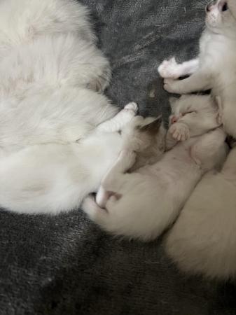 Image 8 of READY TO LEAVE 1 male left full ragdoll kittens