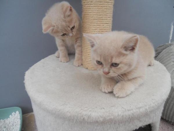 Image 4 of Beautiful British Shorthair Kittens in St Helens 450 pounds