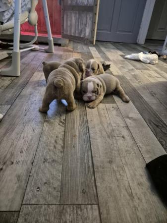 Image 7 of English bulldog puppies only 1 boy and 2 girls left
