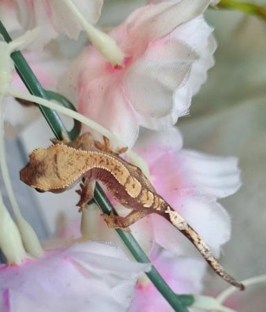 Image 49 of Beautiful baby Crested Geckos! Only 2 LEFT