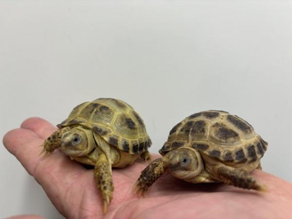 Image 4 of Horsfield's tortoise Available only £50each !