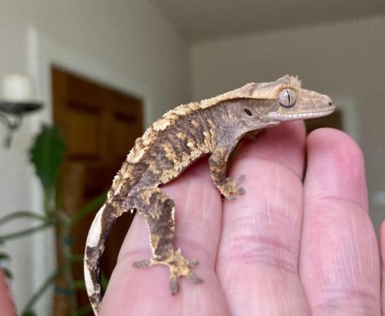 Image 2 of Baby Crested Geckos available
