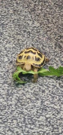 Image 1 of Horsefield tortoise, very cute with bat sign on back