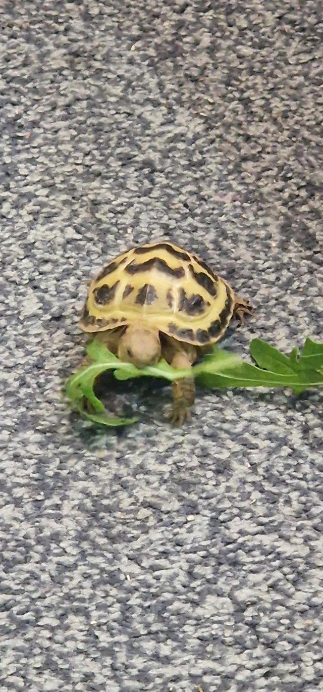 Preview of the first image of Horsefield tortoise, very cute with bat sign on back.
