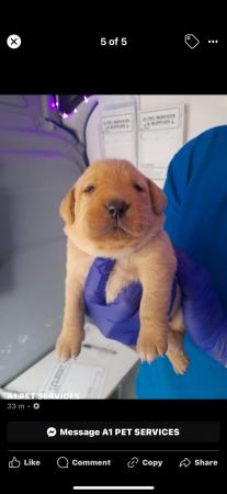 Image 3 of Litter of labrador puppies