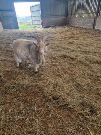 Image 2 of Billy Pygmy Goat for sale
