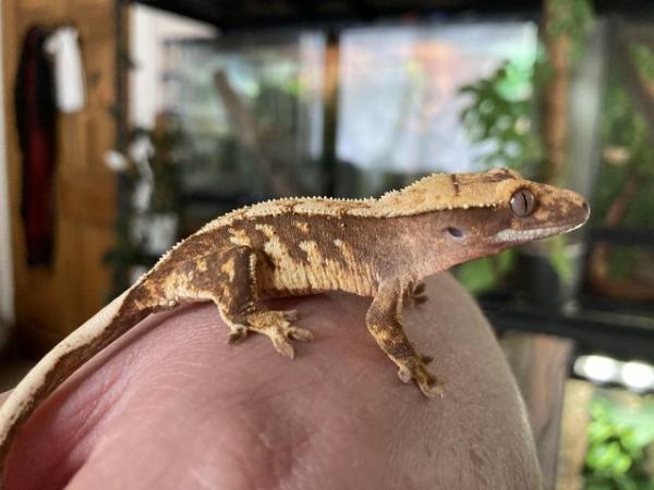 Image 4 of Stunning adult male Crestie plus some youngsters for sale